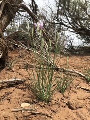 Lygodesmia grandiflora