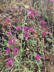 Clarkia concinna concinna