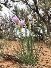 Lygodesmia grandiflora
