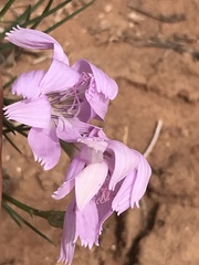 Lygodesmia grandiflora