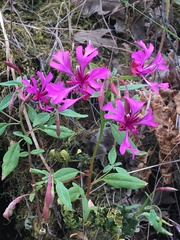 Clarkia concinna concinna