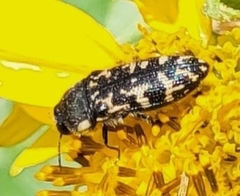 Acmaeodera obtusa