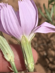 Lygodesmia grandiflora