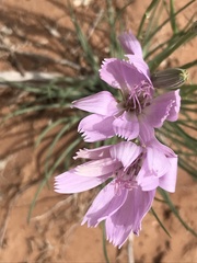 Lygodesmia grandiflora