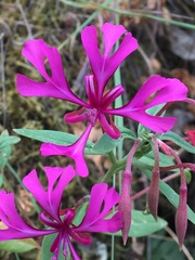 Clarkia concinna concinna
