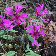 Clarkia concinna concinna