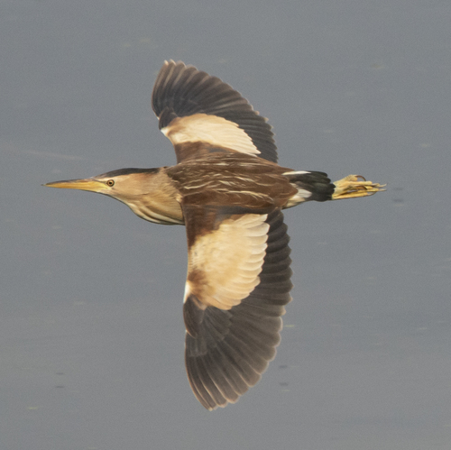 Little Bittern