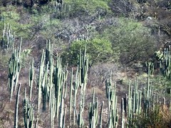 Isolatocereus dumortieri