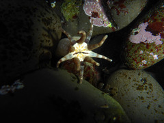 Halcampa decemtentaculata