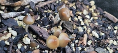 Psilocybe angulospora