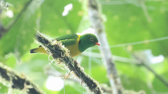 Chlorophonia flavirostris