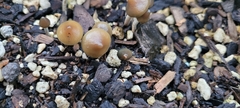 Psilocybe angulospora
