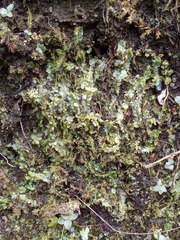 Chiloscyphus pallescens