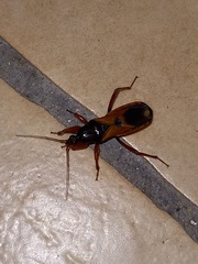 Ectomocoris ululans