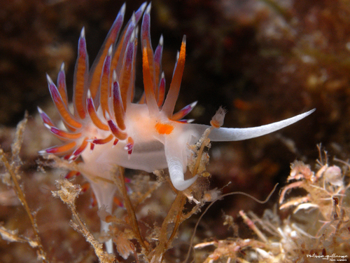 Cratena Slug, photo 4 of 10