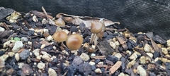 Psilocybe angulospora