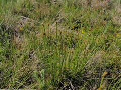 Trichophorum cespitosum cespitosum