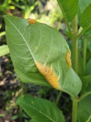 Puccinia minutissima