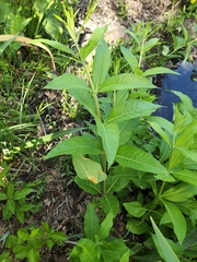 Puccinia minutissima