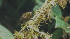 Premnoplex brunnescens