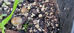 Psilocybe angulospora