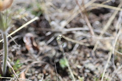 Draba yukonensis