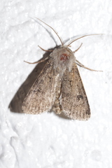 Agrotis segetum
