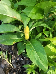 Puccinia minutissima