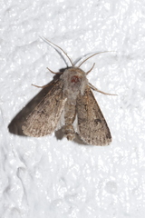 Agrotis segetum