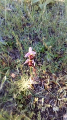 Ophrys scolopax