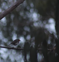 Erithacus rubecula superbus