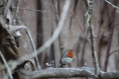 Erithacus rubecula superbus