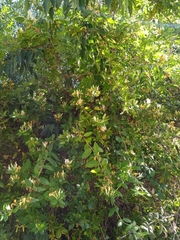 Lonicera japonica