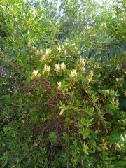 Lonicera japonica
