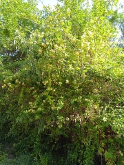 Lonicera japonica