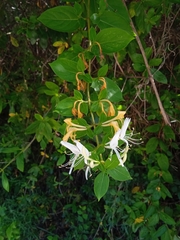 Lonicera japonica