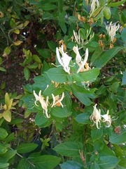 Lonicera japonica