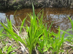Carex dispalata