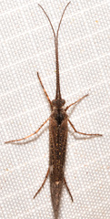 Limnephilus sericeus