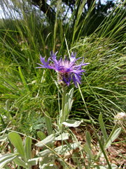 Centaurea triumfettii