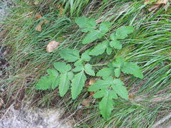 Laserpitium gaudinii