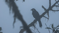 Entomodestes coracinus