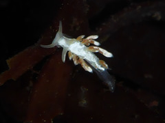 Trinchesia albocrusta