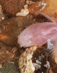 Typhlogobius californiensis