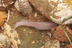 Typhlogobius californiensis