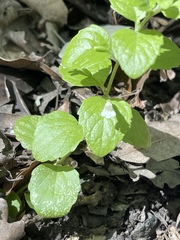 Clinopodium douglasii