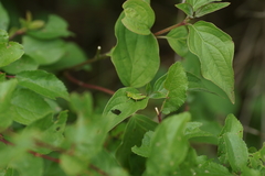 Odontopodisma decipiens
