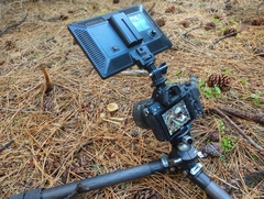 Entoloma holoconiotum