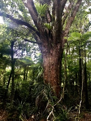 Podocarpus laetus