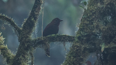 Thripadectes ignobilis